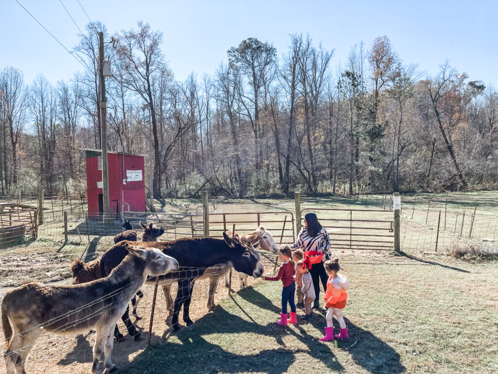 build an ark blue ridge, hikes for kids, kid friendly activities in blue ridge Georgia, things to do with kids in blue ridge Georgia 